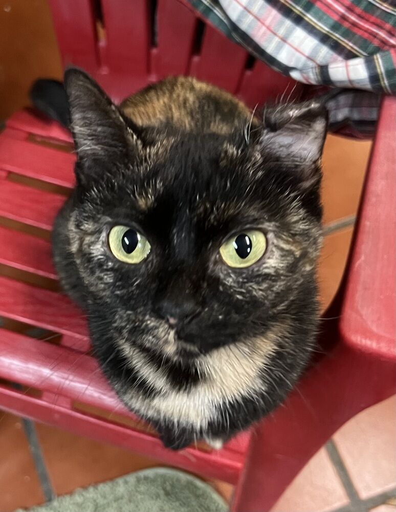 Tabitha